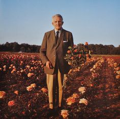 an old man standing in a field with roses