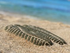 #seaweed #green #beach Green Beach