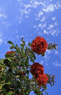 two red roses are in the foreground, against a blue sky with wispy clouds