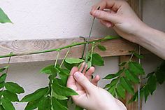 two hands reaching for green leaves on a vine hanging from a wooden frame, while another hand reaches up to grab the branch