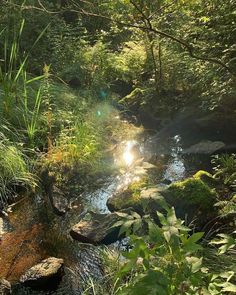 the sun shines brightly through the trees and water in this forest stream that is surrounded by lush vegetation