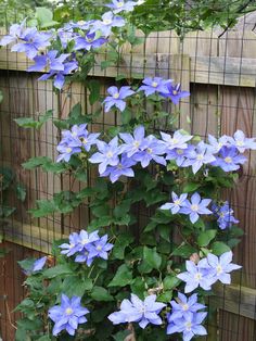 blue flowers growing on the side of a wooden fence