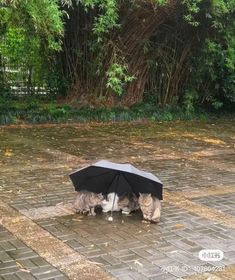 two cats under an umbrella on the ground