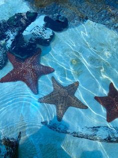 three starfishs floating in the water near rocks