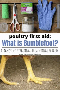 a close up of a chicken with text overlay reading poultry first aid what is bumblefoot? diagnosing, treating, preventing surgery and surgery