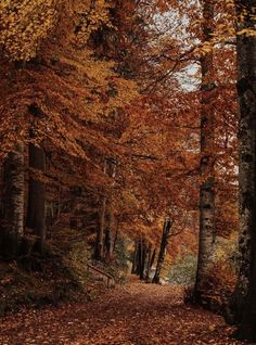 Forest Falls, Autumn Scenes, Autumn Nature, Forest Wallpaper, Autumn Beauty, Tree Forest, Autumn Forest