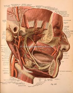 an antique medical illustration of the head and neck, with blood vessels in each part