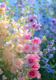 pink and blue flowers are in the field