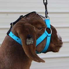 a brown goat wearing a blue harness on top of it's head and nose