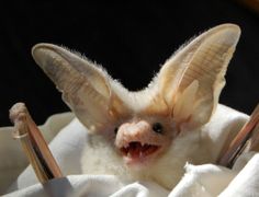 a small bat sitting on top of a white blanket