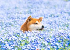 a brown and white dog in a field of blue flowers