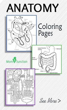 the anatomy coloring pages are shown in three different colors and sizes, with text below