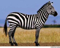 a zebra standing on top of a dirt road next to tall grass and dry grass