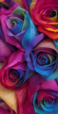 multicolored roses are arranged together in a close - up view, with the petals showing