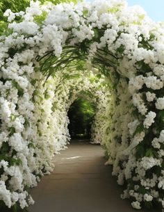 an archway covered in white flowers with green leaves on either side and walkway leading to it