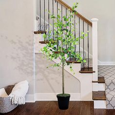 a potted plant sitting on top of a wooden floor next to a stair case