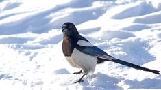 a black and white bird standing in the snow on top of some snow covered ground