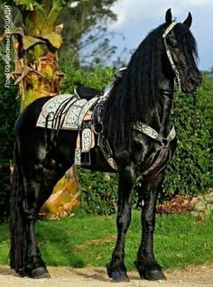 a large black horse standing on top of a dirt road next to bushes and trees