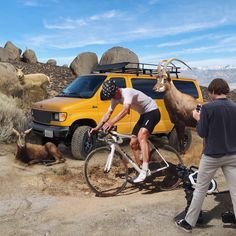 a man riding a bike next to a goat on the side of a road near a yellow truck