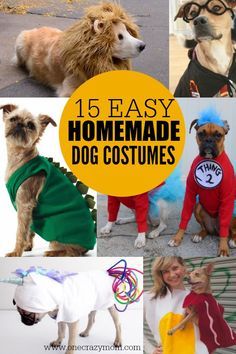 there are many different dogs wearing costumes