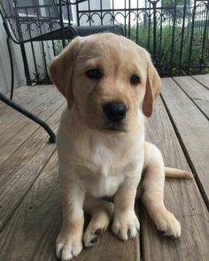 a puppy sitting on top of a wooden deck