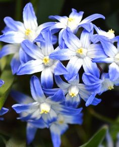 blue and white flowers with green leaves in the background