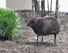 a small brown animal standing on top of dirt and grass next to a bush with green leaves