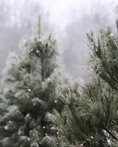 pine trees are covered in snow and christmas lights