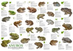 a poster with different types of frogs and toads on it's sides, including the