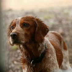 a brown and white dog standing in the woods