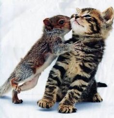 a small kitten is playing with a squirrel on its hind legs, while it's paws are stretched out to the side