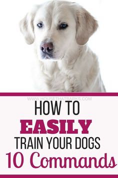 a dog with the title how to easily train your dogs 10 comm