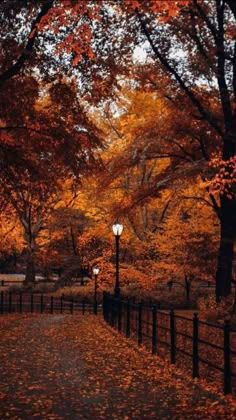 an autumn scene with leaves on the ground and trees in full fall foliage, near a fence