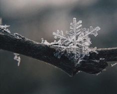 a snowflake is seen on a tree branch