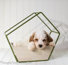 a small white dog laying on top of a wooden floor next to a green hexagonal object