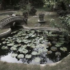 a pond filled with water lilies next to a stone bridge