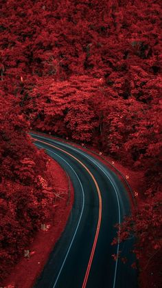 an aerial view of a winding road in the woods with red foliage on both sides