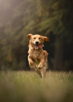 a dog running in the grass with its tongue out