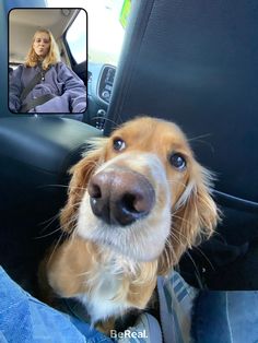 a dog is sitting in the front seat of a car and looking up at the camera