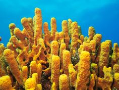 an underwater view of some corals and algae