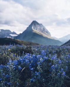 purple flowers in the foreground with mountains in the background