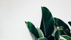 a plant with green leaves in front of a white wall