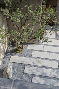 a small tree sitting in the middle of a courtyard next to a stone wall and walkway