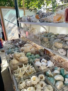 many different types of sea shells on display