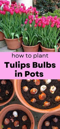 tulips in pots with text overlay that reads how to plant tulips bulbs in pots