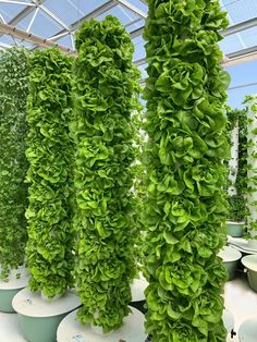 several tall green plants in white pots on the ground and one is taller than the other