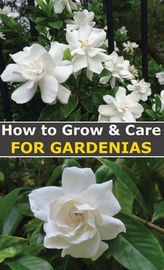 white flowers with the title how to grow and care for gardenias in front of them