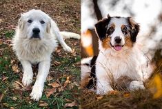 two dogs sitting in the grass next to each other