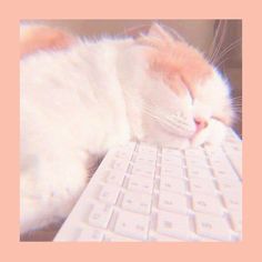 an orange and white cat sleeping on top of a computer keyboard with it's eyes closed