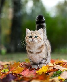 a cat walking on top of leaves in the grass with it's paw up